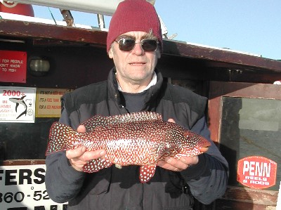 [Photo Wrasse 3lb]